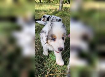 Australian shepherd Welpen 