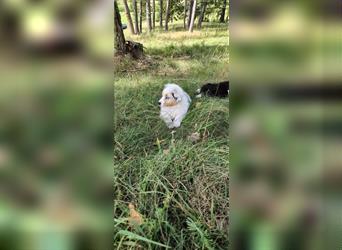 Australian shepherd Welpen 