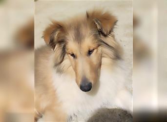 Collie Welpen aus VDH Zucht