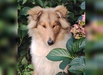 Collie Welpen aus VDH Zucht