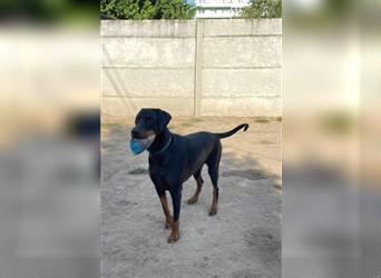 JAZZ ca. 4 J.  Dobermannrüde wartet verzweifelt....