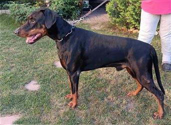 JAZZ ca. 4 J.  Dobermannrüde wartet verzweifelt....