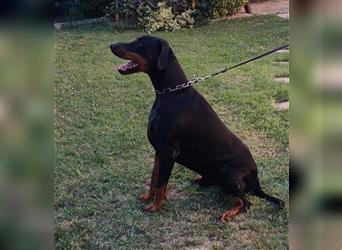 JAZZ ca. 4 J.  Dobermannrüde wartet verzweifelt....