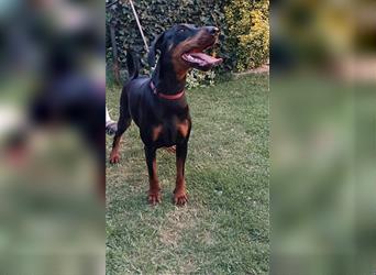 JILL ca. 4 J. menschenbezogene Dobermannhündin verliert Ihr Zuhause