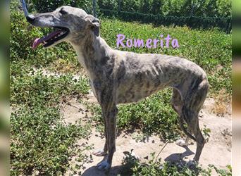 Romerita 05/2021 (ESP) -wunderschöne, sympathische Galga!