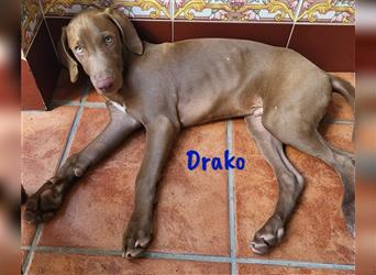 Drako 03/2024 (ESP) - sportlicher Weimaraner-Mix Welpe sucht Rasseliebhaber!