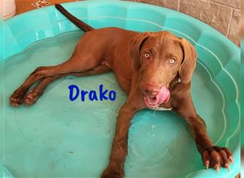 Drako 03/2024 (ESP) - sportlicher Weimaraner-Mix Welpe sucht Rasseliebhaber!