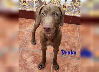 Drako 03/2024 (ESP) - sportlicher Weimaraner-Mix Welpe sucht Rasseliebhaber!