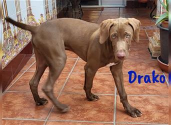 Drako 03/2024 (ESP) - sportlicher Weimaraner-Mix Welpe sucht Rasseliebhaber!