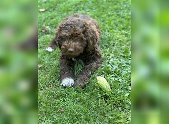 Lagotto Romagnolo Welpe Hündin