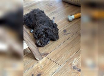 Lagotto Romagnolo Welpen