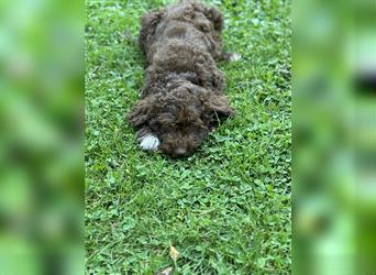 Lagotto Romagnolo Welpe Hündin