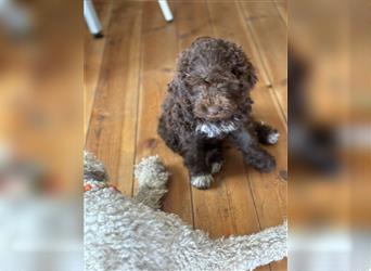 Lagotto Romagnolo Welpe Hündin