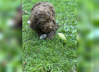 Lagotto Romagnolo Welpe Hündin