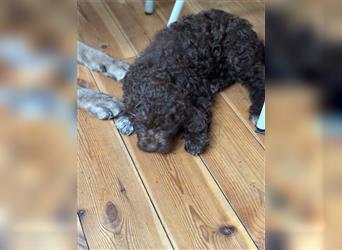 Lagotto Romagnolo Welpe Hündin