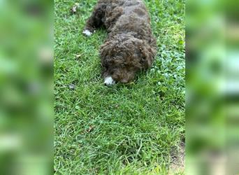 Lagotto Romagnolo Welpen