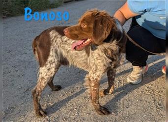 Bonoso 07/2023 (ESP) - anhänglicher und sportlicher Bretonischer Spaniel!