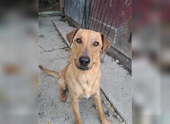 NICO ca. 1  J. verspielter, tollpatschiger Labradormix-Teenager