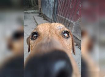 NICO ca. 1  J. verspielter, tollpatschiger Labradormix-Teenager