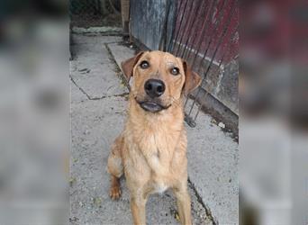 NICO ca. 1  J. verspielter, tollpatschiger Labradormix-Teenager