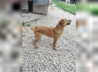 NICO ca. 1  J. verspielter, tollpatschiger Labradormix-Teenager