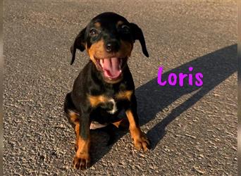 Loris 05/2024 (ESP) - verschmuste, kleine Bodeguero-Pinscher-Mix Welpin!