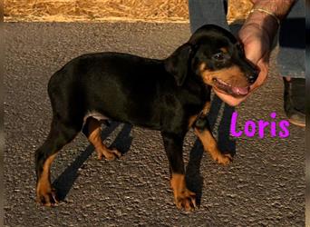 Loris 05/2024 (ESP) - verschmuste, kleine Bodeguero-Pinscher-Mix Welpin!