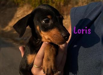 Loris 05/2024 (ESP) - verschmuste, kleine Bodeguero-Pinscher-Mix Welpin!