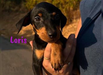 Loris 05/2024 (ESP) - verschmuste, kleine Bodeguero-Pinscher-Mix Welpin!