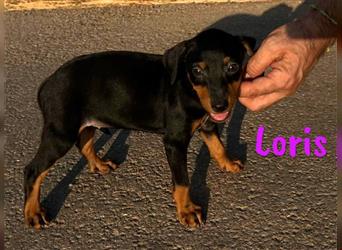 Loris 05/2024 (ESP) - verschmuste, kleine Bodeguero-Pinscher-Mix Welpin!