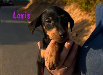 Loris 05/2024 (ESP) - verschmuste, kleine Bodeguero-Pinscher-Mix Welpin!