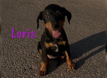 Loris 05/2024 (ESP) - verschmuste, kleine Bodeguero-Pinscher-Mix Welpin!