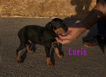 Loris 05/2024 (ESP) - verschmuste, kleine Bodeguero-Pinscher-Mix Welpin!