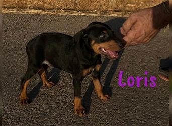 Loris 05/2024 (ESP) - verschmuste, kleine Bodeguero-Pinscher-Mix Welpin!