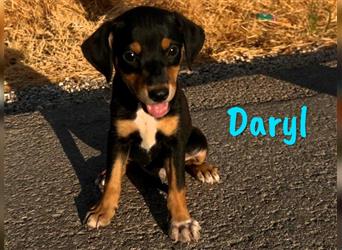 Daryl 05/2024 (ESP) - liebevoller, süßer Bodeguero-Pinscher-Mix Welpe!