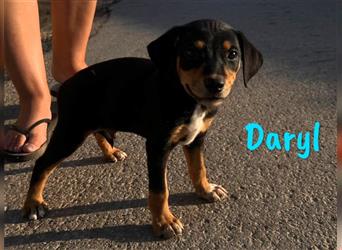 Daryl 05/2024 (ESP) - liebevoller, süßer Bodeguero-Pinscher-Mix Welpe!