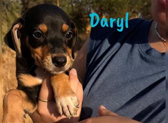 Daryl 05/2024 (ESP) - liebevoller, süßer Bodeguero-Pinscher-Mix Welpe!