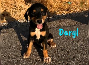 Daryl 05/2024 (ESP) - liebevoller, süßer Bodeguero-Pinscher-Mix Welpe!