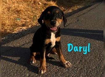 Daryl 05/2024 (ESP) - liebevoller, süßer Bodeguero-Pinscher-Mix Welpe!