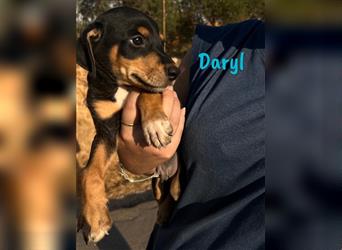 Daryl 05/2024 (ESP) - liebevoller, süßer Bodeguero-Pinscher-Mix Welpe!