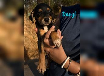 Daryl 05/2024 (ESP) - liebevoller, süßer Bodeguero-Pinscher-Mix Welpe!