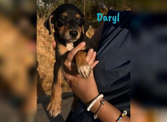 Daryl 05/2024 (ESP) - liebevoller, süßer Bodeguero-Pinscher-Mix Welpe!