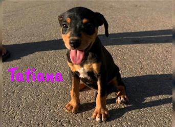 Tatiana 05/2024 (ESP) - zuckersüße, kleine Bodeguero-Pinscher-Mix Welpin!