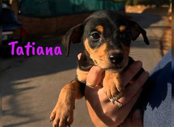 Tatiana 05/2024 (ESP) - zuckersüße, kleine Bodeguero-Pinscher-Mix Welpin!