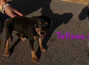 Tatiana 05/2024 (ESP) - zuckersüße, kleine Bodeguero-Pinscher-Mix Welpin!