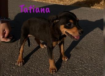 Tatiana 05/2024 (ESP) - zuckersüße, kleine Bodeguero-Pinscher-Mix Welpin!