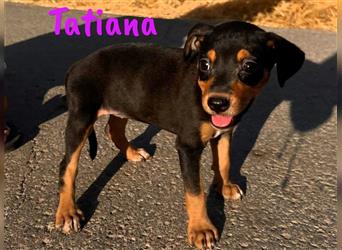 Tatiana 05/2024 (ESP) - zuckersüße, kleine Bodeguero-Pinscher-Mix Welpin!