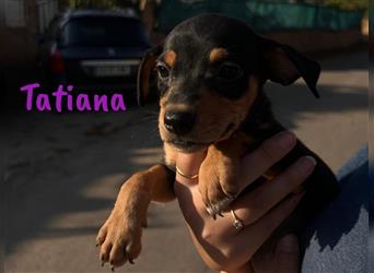 Tatiana 05/2024 (ESP) - zuckersüße, kleine Bodeguero-Pinscher-Mix Welpin!