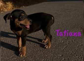 Tatiana 05/2024 (ESP) - zuckersüße, kleine Bodeguero-Pinscher-Mix Welpin!