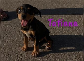 Tatiana 05/2024 (ESP) - zuckersüße, kleine Bodeguero-Pinscher-Mix Welpin!